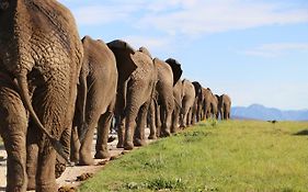 Knysna Elephant Park Lodge