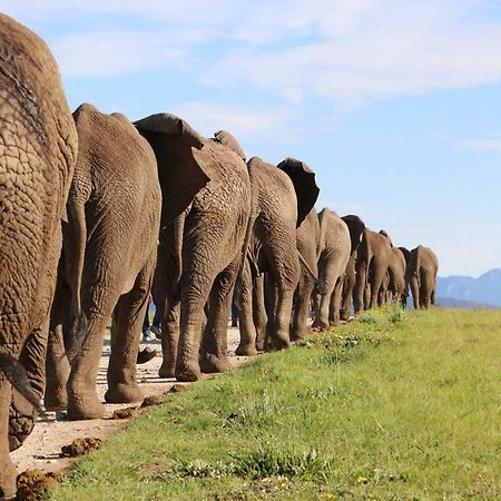 Knysna Elephant Park Lodge Plettenberg Bay Esterno foto