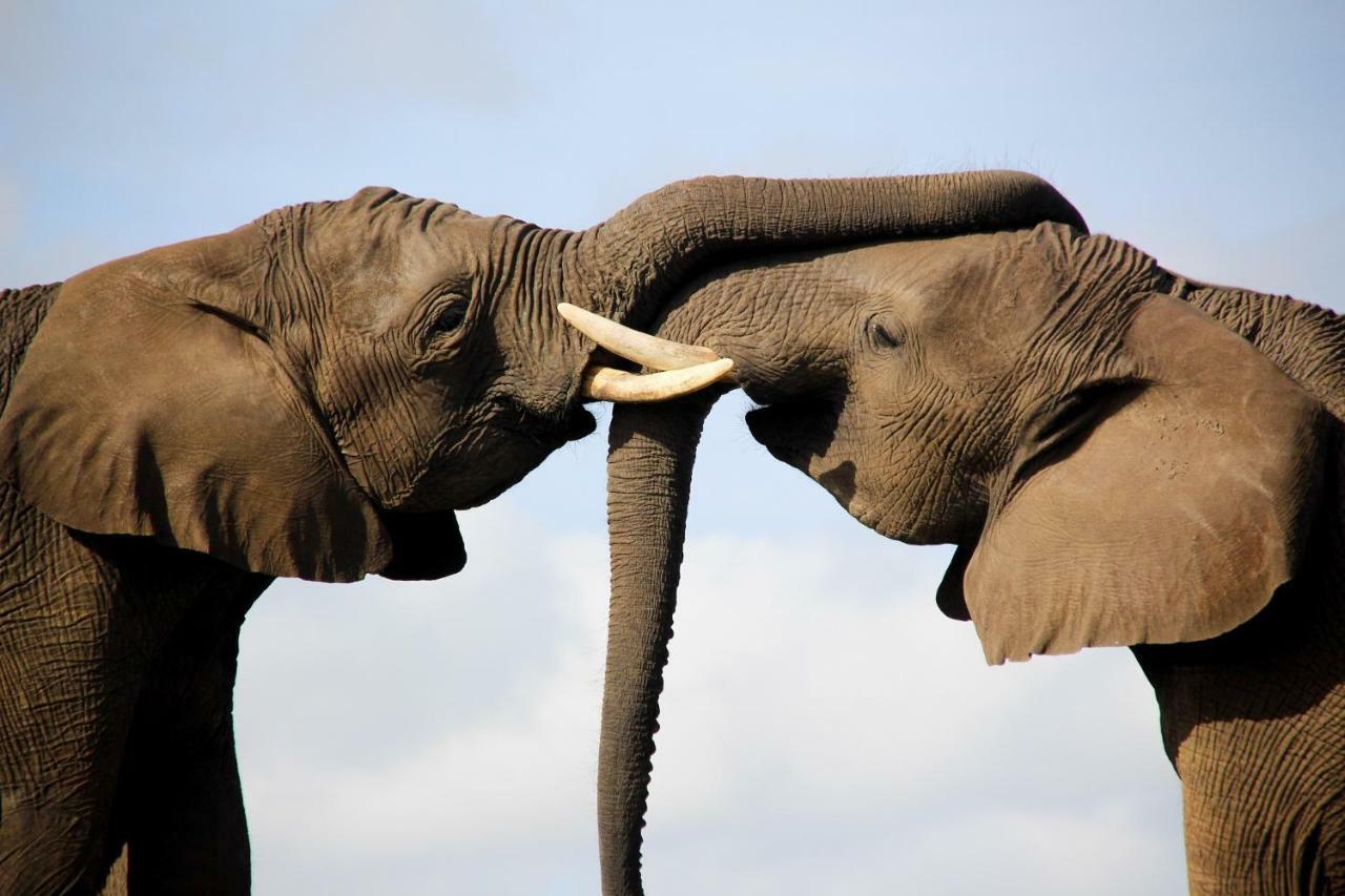 Knysna Elephant Park Lodge Plettenberg Bay Esterno foto