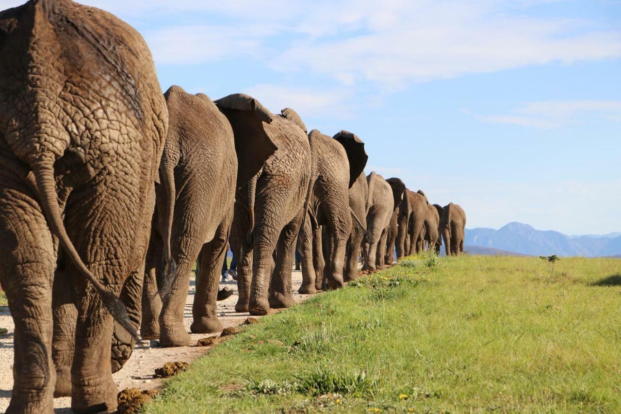 Knysna Elephant Park Lodge Plettenberg Bay Esterno foto